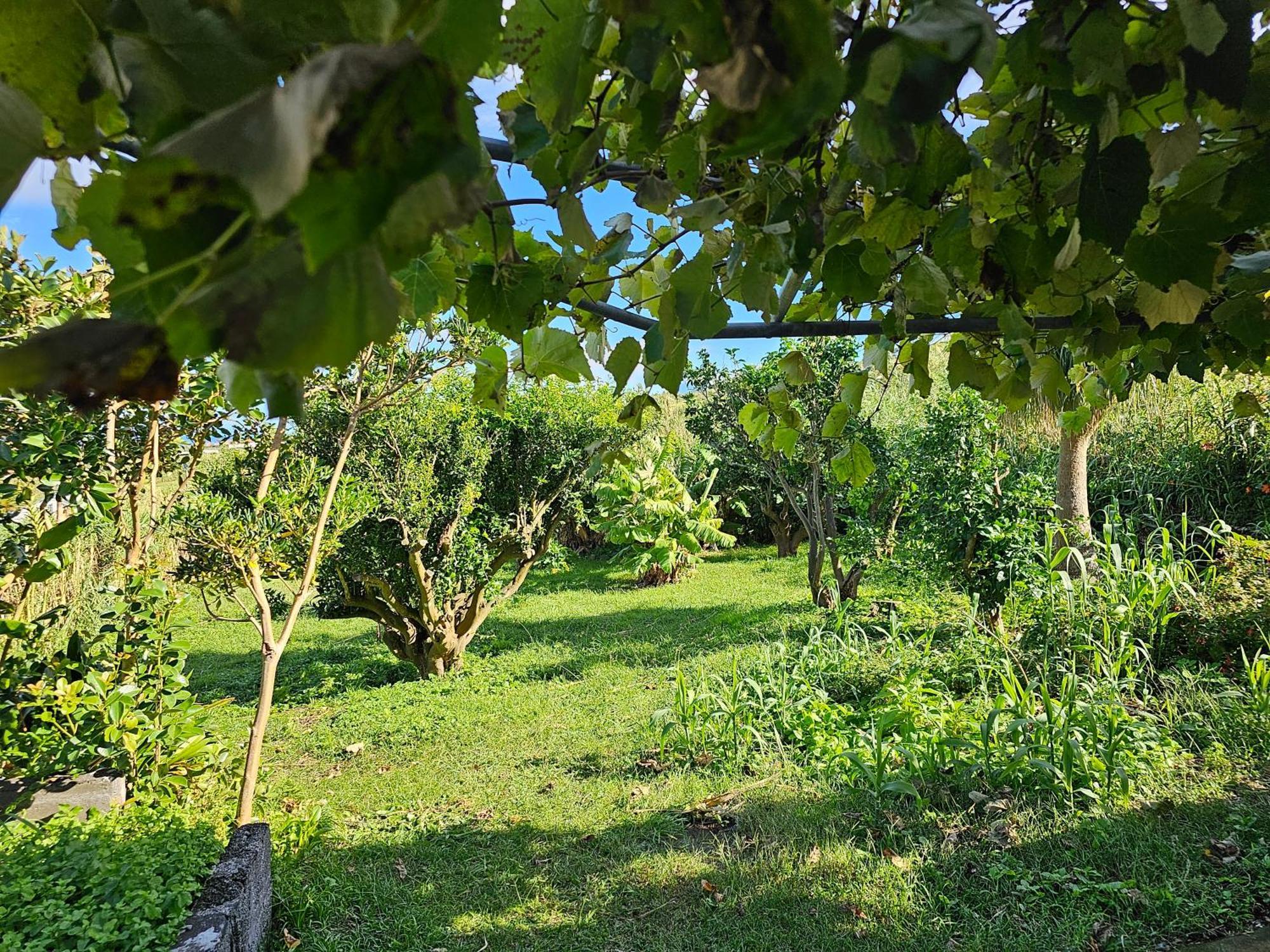 Casa Anjos Holiday Cottages Cedros Exterior photo
